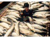 Thanh Hóa: Đền bù thiệt hại cho người dân bị chết cá